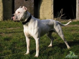 1. это щенки
2. мне вот такая псина нравится