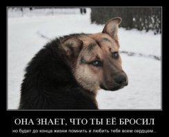 Фото обиженной собаки вызвало бурю сочувствия и негодования