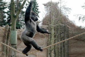 На каблуках по канату