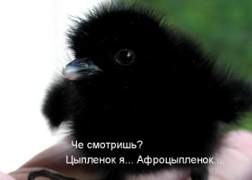 Цыпленок вылупился из яйца: что  дальше?