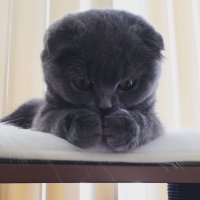 Фото обиженной собаки вызвало бурю сочувствия и негодования