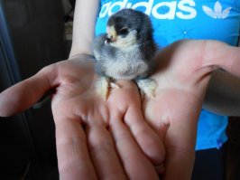 это ещё очень оптимистично))
на самом деле заморочек ещё больше)) если по науке..
а на деле всё выглядит вот как..
в инкубаторе на 19 день отключают автоповорот яиц.. на 20-21 день начинают буянить яйца - попискивают и качаются ударяясь друг об друга.. само собой температура держится на тех же пределах что и во время "высидки".. как только влажность скаканула - вылупление пошло.. в течении суток или двух периодически этих заморышей(реально! они мокрые и страшные!) доставать нужно.. забирать только тех, которые более-менее высохли.. и перекладывать в коробку с лампой, которая и светит и греет.. вода в блюдце только кипячёная и с очень слабым раствором марганцовки(чуть розовая).. из всей закладки у меня обычно вылуплялось 2/3.. остальные были либо неоплодотворённые, либо недоразвитые-хилые(сами не могли вылезти из скорлупы).. ну на волне радости вылупления вроде не очень огорчает сие недоразумение.. а вот потом эти писклявые создание могут начать дохнуть.. просто так.. кого-то затоптали, у кого-то ноги слабые, кто-то просто так окачуривается.. вот тут начинаешь расстраиваться.. цыплят по осени считают.. не зря так в народе говорят.. в итоге к осени из 30 яиц на закладке выживает штук 10 петушков-курочек.. петушков обычно больше.. из под нож.. а вот курочки нам нужны как яйценоски))
зы
я как-то делал тут пост про перепёлок и цыплят которых выводил.. без всей этой нудятины про температуру-влажность.. просто фото.. так сказать на радостях вылупления первых яиц.. пару фото прилеплю.. и попробую найти про цыплят..