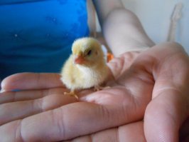 это ещё очень оптимистично))
на самом деле заморочек ещё больше)) если по науке..
а на деле всё выглядит вот как..
в инкубаторе на 19 день отключают автоповорот яиц.. на 20-21 день начинают буянить яйца - попискивают и качаются ударяясь друг об друга.. само собой температура держится на тех же пределах что и во время "высидки".. как только влажность скаканула - вылупление пошло.. в течении суток или двух периодически этих заморышей(реально! они мокрые и страшные!) доставать нужно.. забирать только тех, которые более-менее высохли.. и перекладывать в коробку с лампой, которая и светит и греет.. вода в блюдце только кипячёная и с очень слабым раствором марганцовки(чуть розовая).. из всей закладки у меня обычно вылуплялось 2/3.. остальные были либо неоплодотворённые, либо недоразвитые-хилые(сами не могли вылезти из скорлупы).. ну на волне радости вылупления вроде не очень огорчает сие недоразумение.. а вот потом эти писклявые создание могут начать дохнуть.. просто так.. кого-то затоптали, у кого-то ноги слабые, кто-то просто так окачуривается.. вот тут начинаешь расстраиваться.. цыплят по осени считают.. не зря так в народе говорят.. в итоге к осени из 30 яиц на закладке выживает штук 10 петушков-курочек.. петушков обычно больше.. из под нож.. а вот курочки нам нужны как яйценоски))
зы
я как-то делал тут пост про перепёлок и цыплят которых выводил.. без всей этой нудятины про температуру-влажность.. просто фото.. так сказать на радостях вылупления первых яиц.. пару фото прилеплю.. и попробую найти про цыплят..