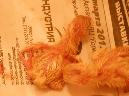 это ещё очень оптимистично))
на самом деле заморочек ещё больше)) если по науке..
а на деле всё выглядит вот как..
в инкубаторе на 19 день отключают автоповорот яиц.. на 20-21 день начинают буянить яйца - попискивают и качаются ударяясь друг об друга.. само собой температура держится на тех же пределах что и во время "высидки".. как только влажность скаканула - вылупление пошло.. в течении суток или двух периодически этих заморышей(реально! они мокрые и страшные!) доставать нужно.. забирать только тех, которые более-менее высохли.. и перекладывать в коробку с лампой, которая и светит и греет.. вода в блюдце только кипячёная и с очень слабым раствором марганцовки(чуть розовая).. из всей закладки у меня обычно вылуплялось 2/3.. остальные были либо неоплодотворённые, либо недоразвитые-хилые(сами не могли вылезти из скорлупы).. ну на волне радости вылупления вроде не очень огорчает сие недоразумение.. а вот потом эти писклявые создание могут начать дохнуть.. просто так.. кого-то затоптали, у кого-то ноги слабые, кто-то просто так окачуривается.. вот тут начинаешь расстраиваться.. цыплят по осени считают.. не зря так в народе говорят.. в итоге к осени из 30 яиц на закладке выживает штук 10 петушков-курочек.. петушков обычно больше.. из под нож.. а вот курочки нам нужны как яйценоски))
зы
я как-то делал тут пост про перепёлок и цыплят которых выводил.. без всей этой нудятины про температуру-влажность.. просто фото.. так сказать на радостях вылупления первых яиц.. пару фото прилеплю.. и попробую найти про цыплят..