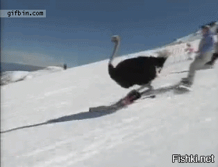 Бросай руль - вставай на лыжи!