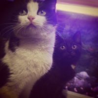 Мама с сыном :) Хотя Мишку полностью выростила другая кошка(рыженькая)..