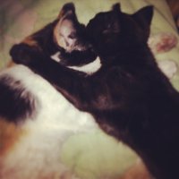 Мама с сыном :) Хотя Мишку полностью выростила другая кошка(рыженькая)..