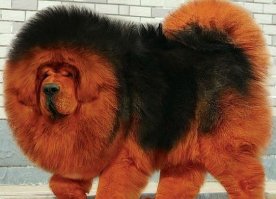 Своих 5 копеек