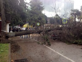 В Адлере ветер выворачивает большие деревья. Бедные автолюбители.
