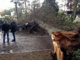 В Адлере ветер выворачивает большие деревья. Бедные автолюбители.