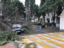В Адлере ветер выворачивает большие деревья. Бедные автолюбители.