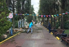 Поваленное шквальным ветром дерево в парке Ривьера уже убрано.