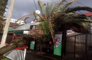 В Адлере пальма упала на аптеку.