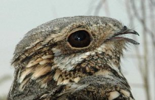 Что-то, кажется, у автора поста слабовато с орнитологией. На первой фото - филин, на последней - тот же филин, вид в профиль. А козодой выглядит так см. ниже: