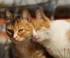 Кот с кошкой так влюблены друг в друга, что не могут скрыть свои чувства