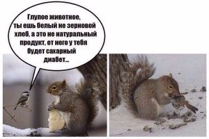 Ты — не ты, когда голоден:  белка напала и загрызла змею