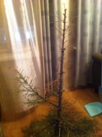 Пост о тех, кто не выбросил ёлочку с прошлого Нового года