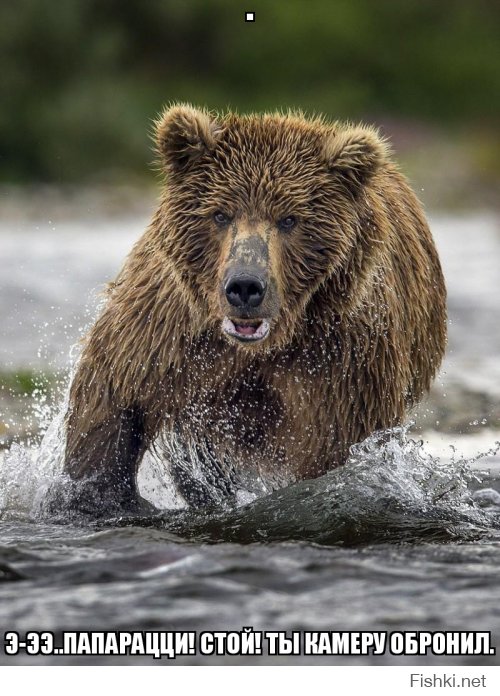 Медведица ловит лосося и кормит своих медвежат