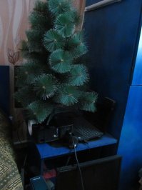 Пост о тех, кто не выбросил ёлочку с прошлого Нового года