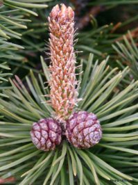 Пост о тех, кто не выбросил ёлочку с прошлого Нового года