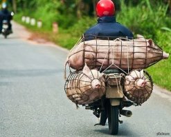 Эти бесстрашные вьетнамцы могут перевозить на мопедах всё что угодно