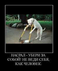 Щенок, который пытался прибрать за собой, завоевал всеобщую любовь