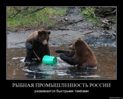 Медведица ловит лосося и кормит своих медвежат