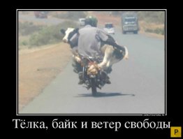 Эти бесстрашные вьетнамцы могут перевозить на мопедах всё что угодно