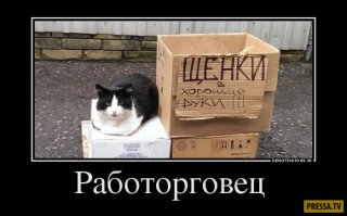 Щенок, который пытался прибрать за собой, завоевал всеобщую любовь