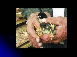 Чернобыль.
Не для слабонервных.