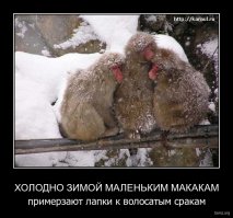 Сезон купания японских макак в горячих источниках открыт, и это невероятно забавно