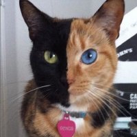 Нельзя трясти беременную кошку:)