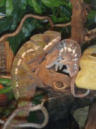 Купил двух пантэровых, прожили около 6 лет, самое сложное в их содержании это доехать до птичьего рынка за сверчками. А так наплодили за это время около 200 яиц, из которых где-то 150 вылупились и выжили, и были проданы на рынок за 1500р. Так что можно ещё и денег поднять, но инкубация и вывод потомства это отдельная песня!