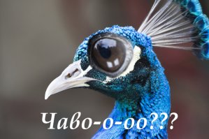 ...Ручное нанесение павлина на шелк...