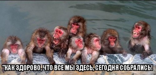 Вот на кого мы похожи, когда приходят морозы!