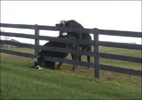 Голова белого медведя застряла в костях кита