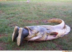 Удачливый рыболов поймал огромного сома