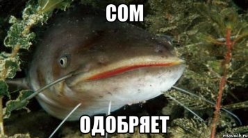 Удачливый рыболов поймал огромного сома