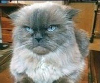 Вот на кого мы похожи, когда приходят морозы!