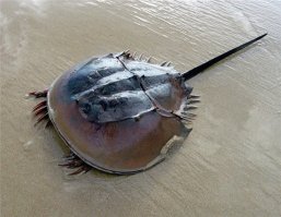 Обыкновенный мечехвост. Чего тут ужасного?

Мечехвост – очень интересное существо.
Это членистоногое животное, сочетающее в себе признаки 
паукообразных и ракообразных. Такая группа появилась в океане еще в кембрийский период. То есть более 500 миллионов лет назад. Но самое удивительное то, что с тех пор, за сотни миллионов лет мечехвост внешне практически не изменился. Так что ученые называют их живыми ископаемыми. Они ведь появились еще до динозавров и теперь живут с нами. Вообще, когда появились мечехвосты, суша была безжизненной! Благодаря приспособленности и мощному панцирю мечехвосты пережили всех древних животных.

Кстати, обитают эти долгожители в наши дни на мелководье у побережья США и в юго-восточной Азии.

У мечехвоста четыре глаза, необычное строение и поведение. Мечехвост плавает, перевернувшись брюшной стороной вверх. Рот у него находится на брюшной стороне. Животное это питается донными беспозвоночными и падалью. Помогают измельчать мечехвосту пищу ногочелюсти. Хвост его представляет собой копье с зазубринами на конце. Мечехвосты раздельнополые, для размножения они выходят на сушу, где откладывают икру.