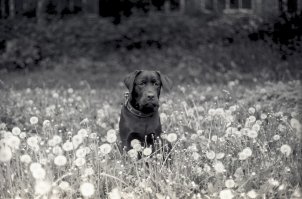 Подтверждаю, лабрадор ретривер самая наидобрейшая порода! Это вот моя.
