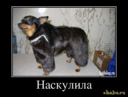 Демотиваторы