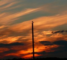 Я этим лето был на севере, тоже сфотографировал закат, но не заметил птицу на столбе, только когда в компе просматривал, то увидел)