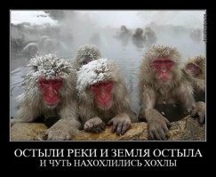 Вот на кого мы похожи, когда приходят морозы!