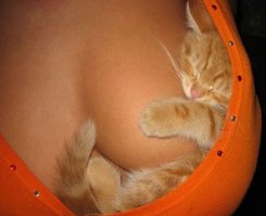 Котовторник
