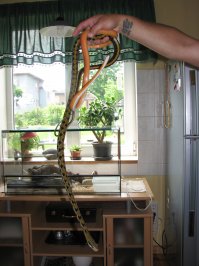 Странно, зачем глотать ручку.
Запаха нет,железо, холодное и так далее.
Я своим иногда яички даю.
На нижней яйцо только что проглочено.