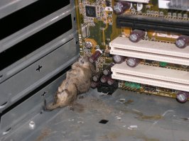 Красиво конечно,плюсую. Но это же всю пыль и лохмотья "войлочные " видно будет. Та ну нах,    я лучше в счастливом неведении. Раз в год почистил и все.