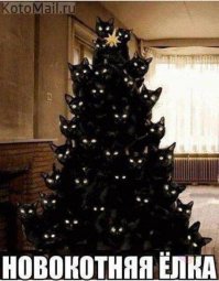 Настало время собирать бездомных котов для Новогодней котоелки!