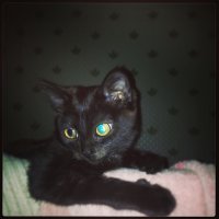 Котовторник