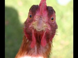 Это же надо быть таким петухом, как водитель мерседеса...просто подойти, и как крыса из под тяжка брызнуть газовым баллоном в лицо. 
Конченый выродок, а поговорить у этого гавноеда не получилось ибо очко зажало!!!!
Кстати его фото: